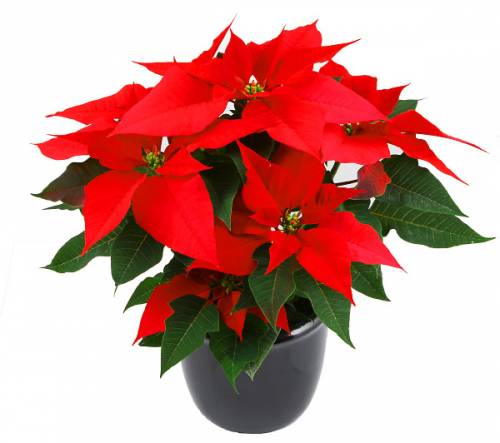 Пуансетия — цветок рождественского и новогоднего счастья 206325103