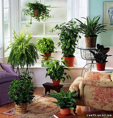10 растений, которые принесут в ваш дом любовь 905565732